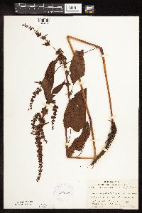 Rumex obtusifolius image