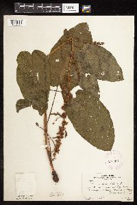 Rumex obtusifolius image