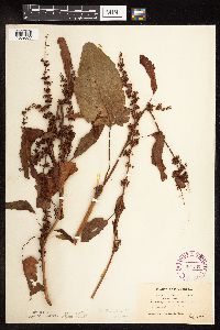 Rumex obtusifolius image