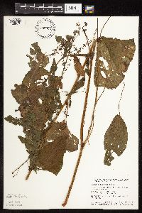 Rumex obtusifolius image