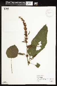 Rumex obtusifolius image
