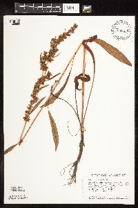 Rumex obtusifolius image