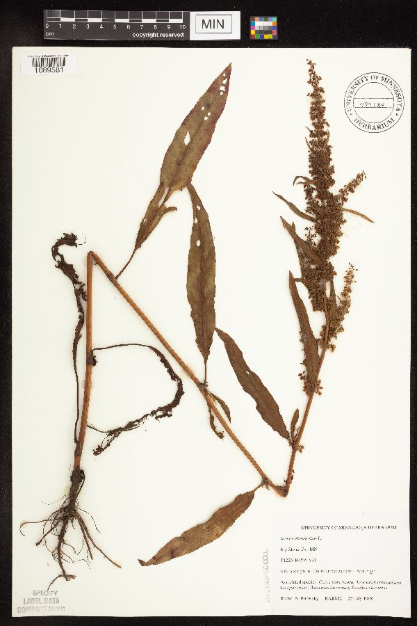 Rumex obtusifolius image