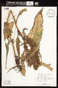 Rumex obtusifolius image