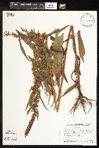 Rumex obtusifolius image