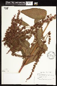 Rumex obtusifolius image