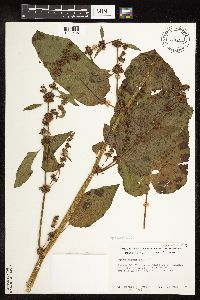 Rumex obtusifolius image