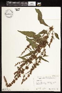 Rumex obtusifolius image