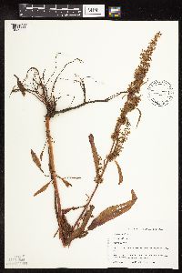 Rumex obtusifolius image