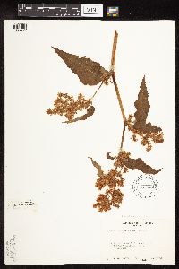 Image Associated With the Occurrence