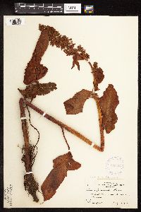 Image Associated With the Occurrence