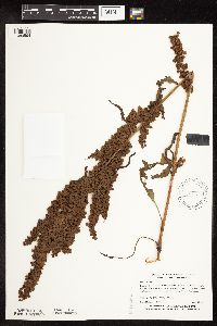 Rumex patientia image