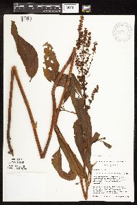 Rumex patientia image