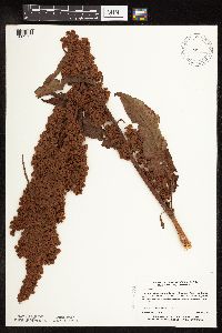 Rumex patientia image