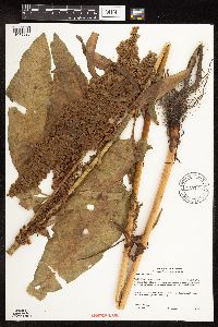 Rumex patientia image