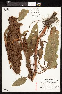 Rumex patientia image