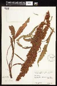 Rumex patientia image