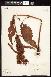 Rumex patientia image