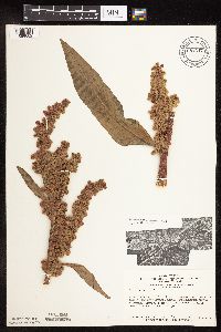 Rumex patientia image