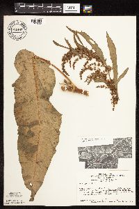 Rumex patientia image