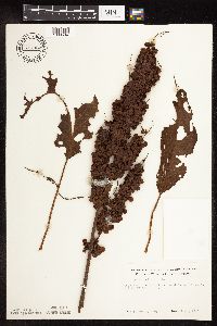 Rumex patientia image
