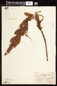 Rumex patientia image