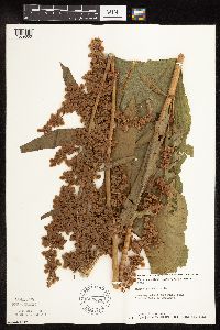 Rumex patientia image