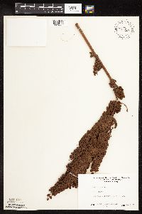 Rumex patientia image