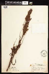 Rumex patientia image