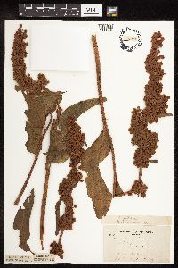 Rumex patientia image