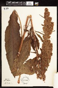 Rumex patientia image