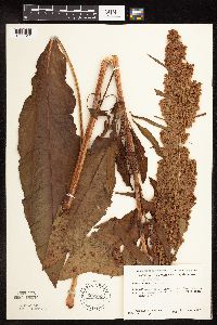 Rumex patientia image