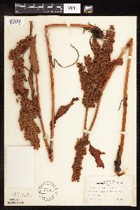 Rumex patientia image