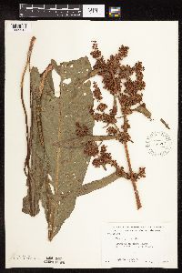 Rumex patientia image