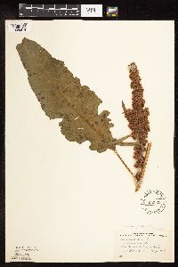 Rumex patientia image