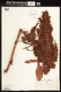 Rumex patientia image