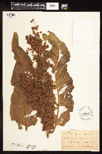 Rumex patientia image