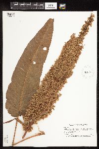 Rumex patientia image