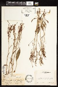 Rumex paucifolius image