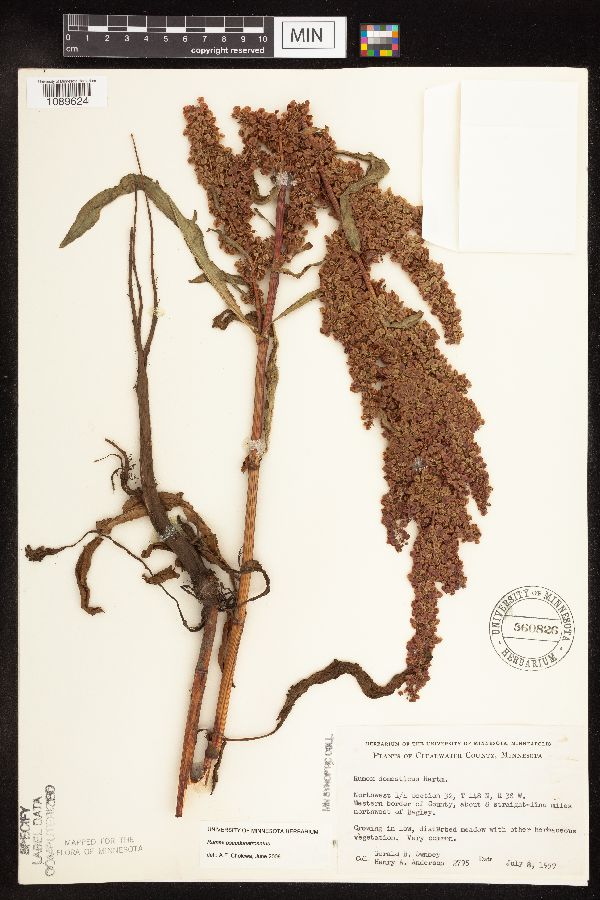 Rumex pseudonatronatus image