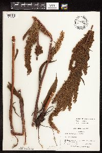 Rumex pseudonatronatus image