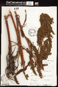 Rumex pseudonatronatus image