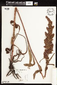 Rumex pseudonatronatus image