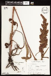 Rumex pseudonatronatus image
