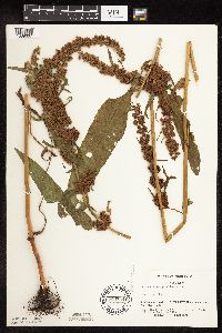 Rumex stenophyllus image