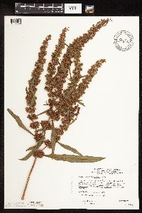 Rumex stenophyllus image