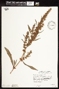 Rumex stenophyllus image
