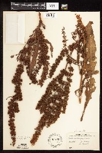 Rumex stenophyllus image