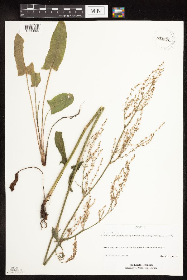 Rumex thyrsiflorus image