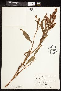 Rumex triangulivalvis image